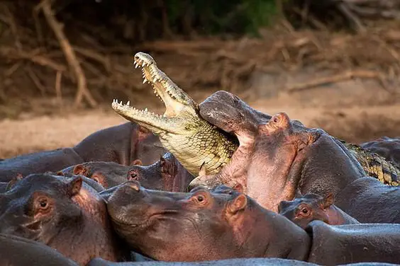 Are Crocodiles Afraid of Hippos