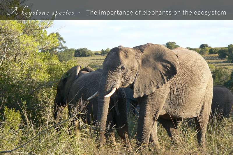 Are Elephants a Keystone Species