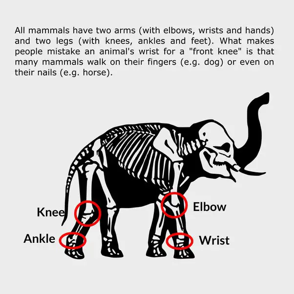 Are Elephants the Only Animals With 4 Knees