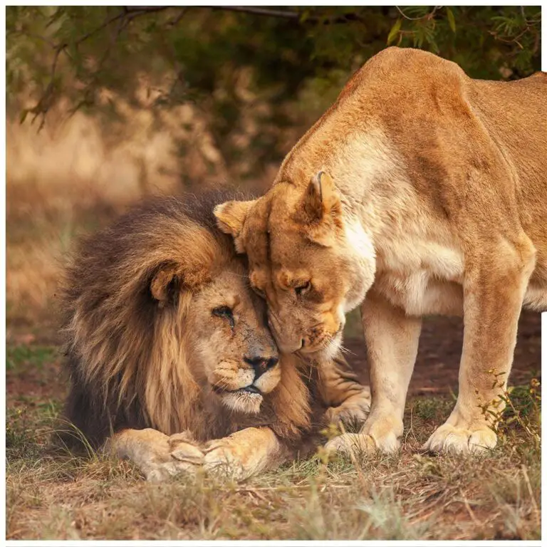 Are Lions Monogamous