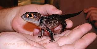 Are Red Eyed Crocodile Skinks Good Pets
