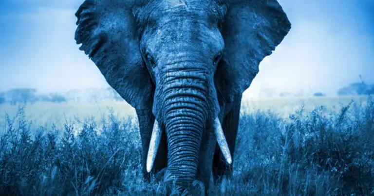 Are There Blue Elephants