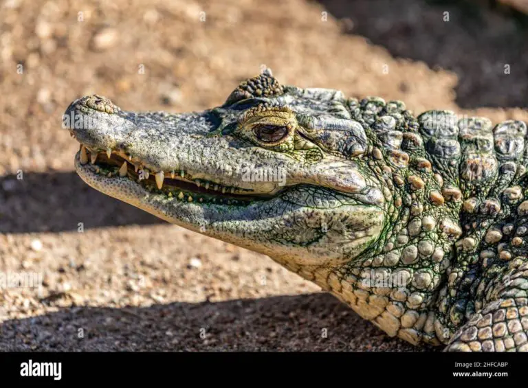 Are There Crocodiles in Aruba