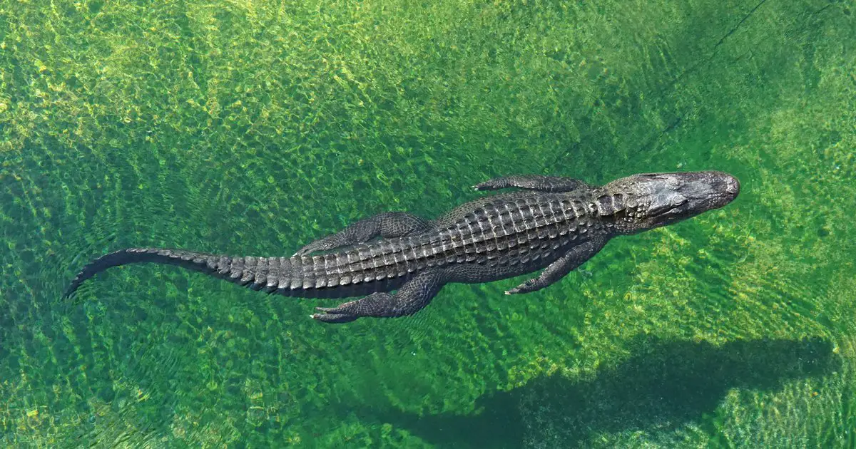 Are There Crocodiles in Cancun