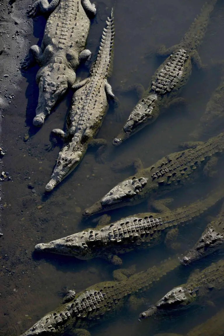 Are There Crocodiles in Costa Rica