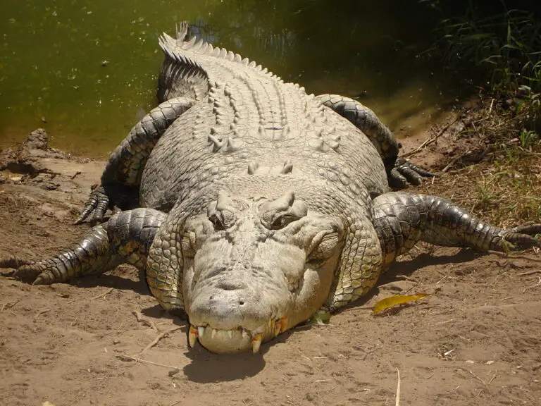 Are There Crocodiles in Dominican Republic