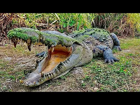 Are There Crocodiles in Jamaica