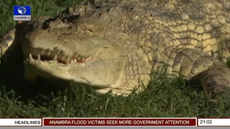 Are There Crocodiles in Lake Victoria