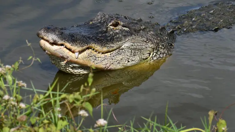 Are There Crocodiles in Mississippi