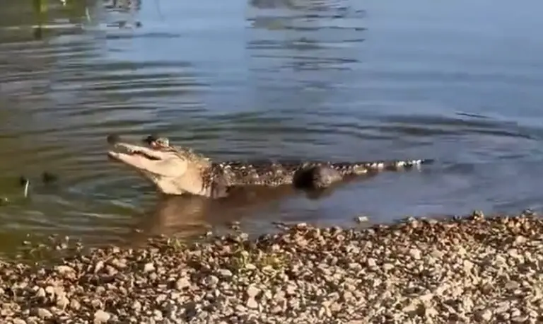 Are There Crocodiles in Missouri