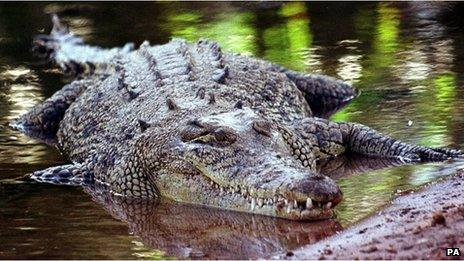 Are There Crocodiles in New Zealand