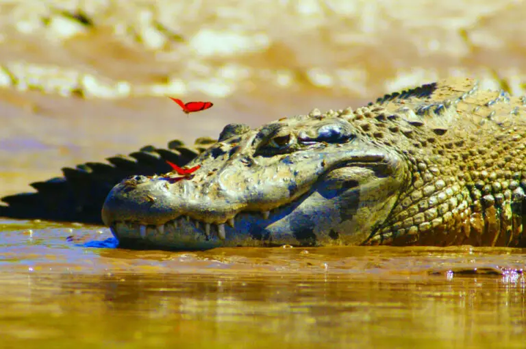 Are There Crocodiles in the Amazon