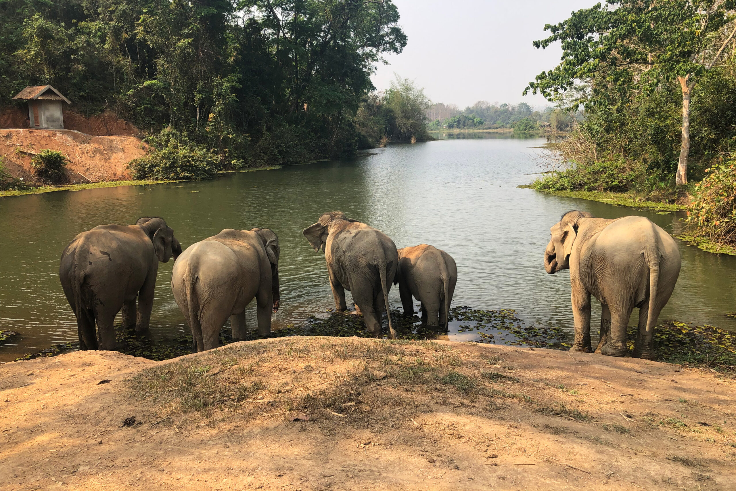 Are There Elephants in Laos