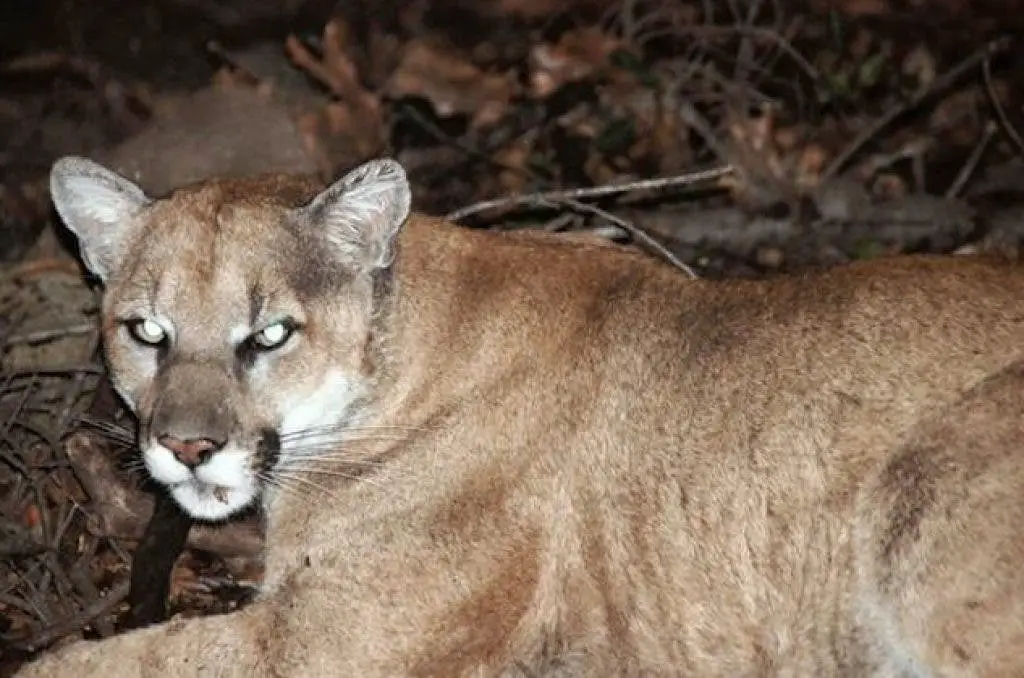 Are There Mountain Lions in Rhode Island