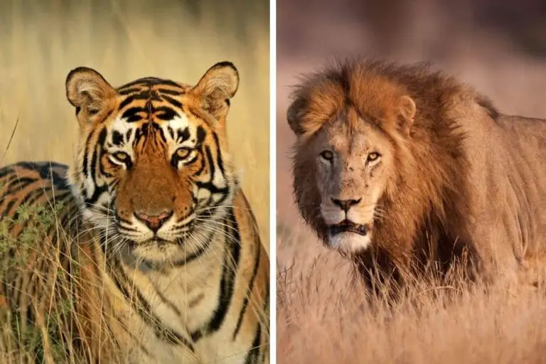 Are Tigers Bigger Than Lions