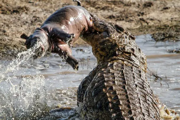 Can a Crocodile Kill a Hippo