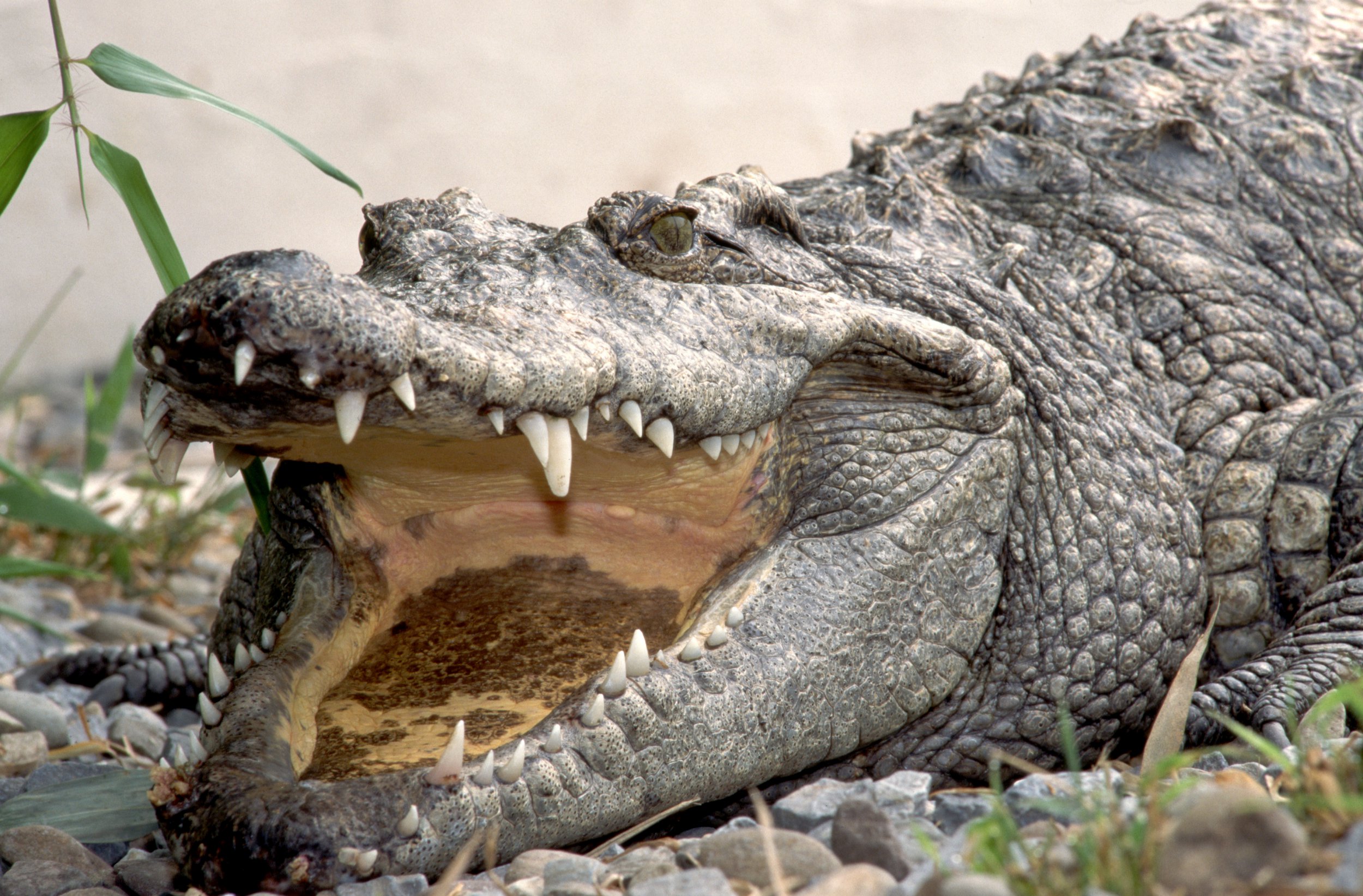 Can a Crocodile Move Its Tongue