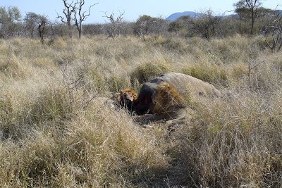 Can a Lion Kill a Rhino