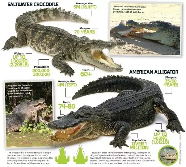 Can Crocodiles And Alligators Mate
