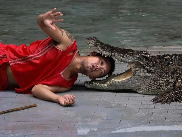 Can Crocodiles Eat Humans
