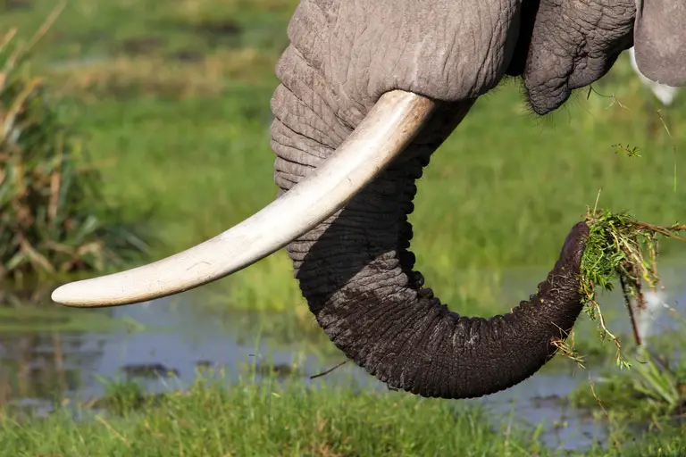Can Elephant Tusks Grow Back