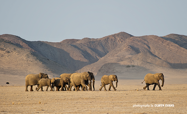 Can Elephants Live in the Desert