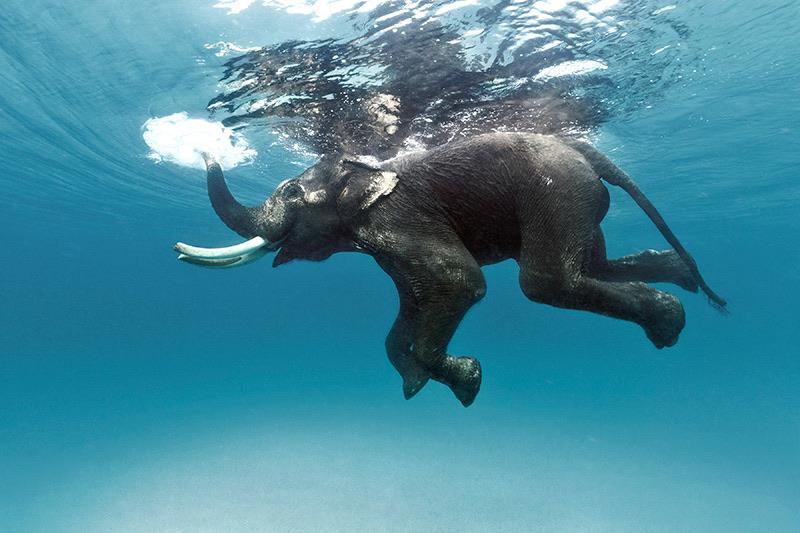 Can Elephants Swim in Deep Water