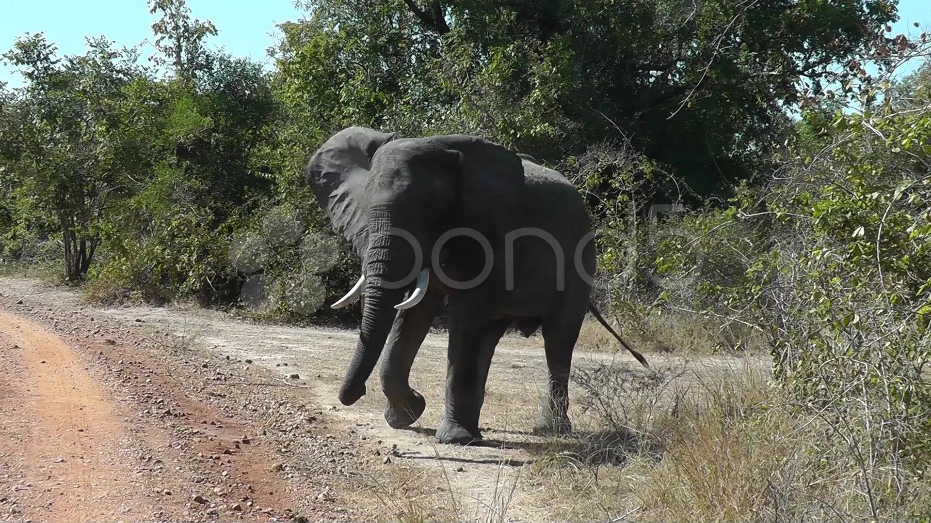 Can Elephants Walk Backwards