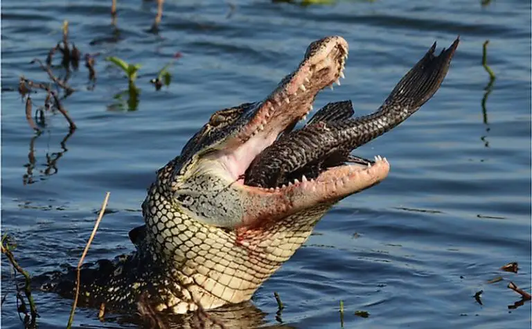 Do Alligators Eat Crocodiles