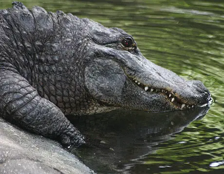 Do Crocodiles Drink Water