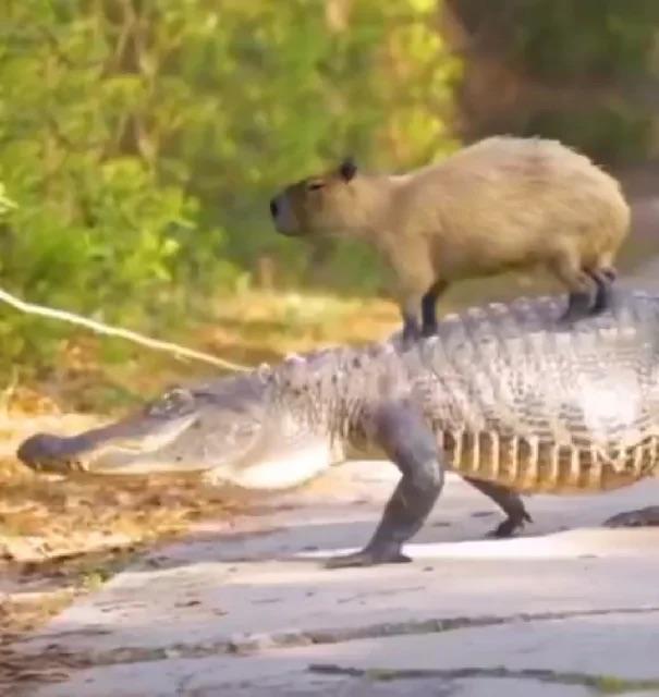 Do Crocodiles Eat Capybaras