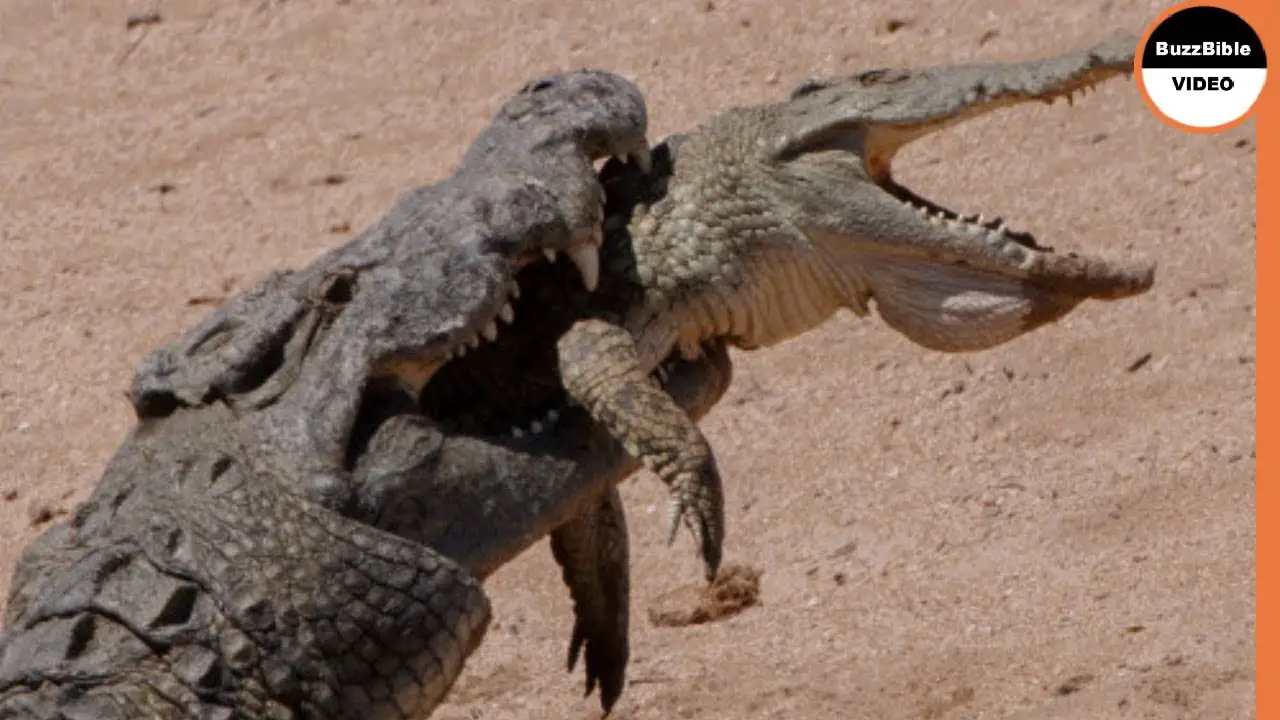 Do Crocodiles Eat Each Other