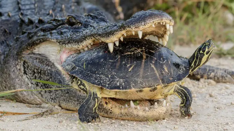 Do Crocodiles Eat Turtles