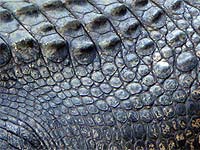 Do Crocodiles Have Scales