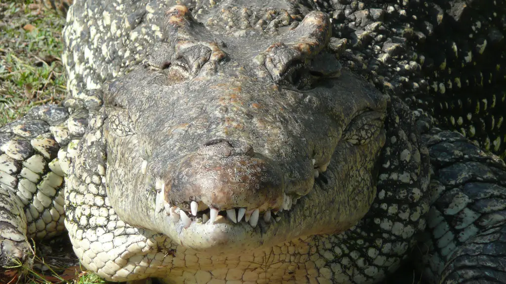 Do Crocodiles Live Forever