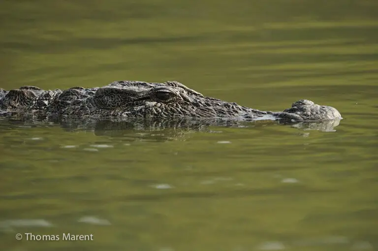 Do Crocodiles Live in the Rainforest