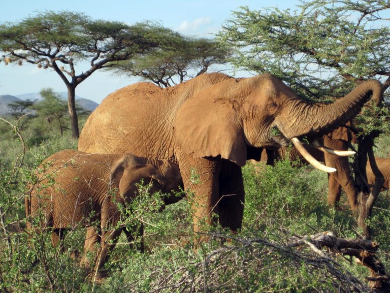 Do Elephants Eat Acacia Trees