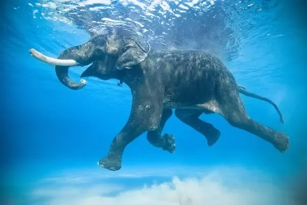 Do Elephants Float