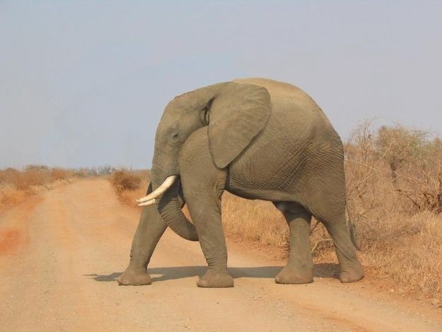 Do Elephants Have Necks