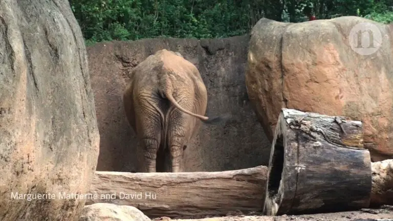 Do Elephants Have Tails