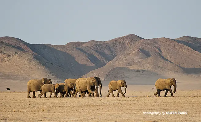 Do Elephants Live in the Desert