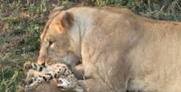 Do Lions Eat Other Cats