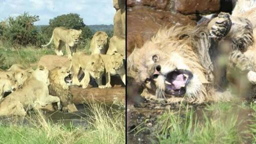 Do Lions Eat Other Dead Lions