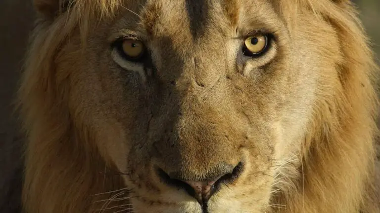 Do Lions Have Eyebrows