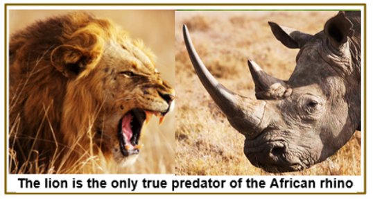 Do Lions Hunt Rhinos