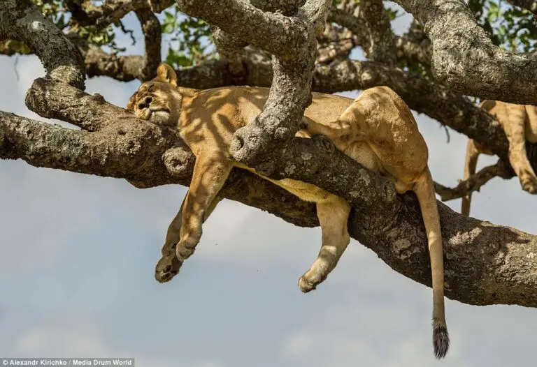 Do Lions Sleep in Trees