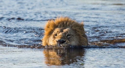 Do Lions Swim