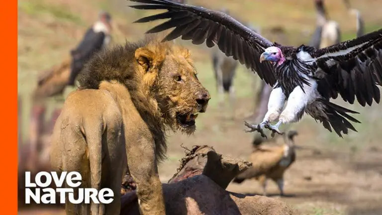 Do Vultures Eat Lions