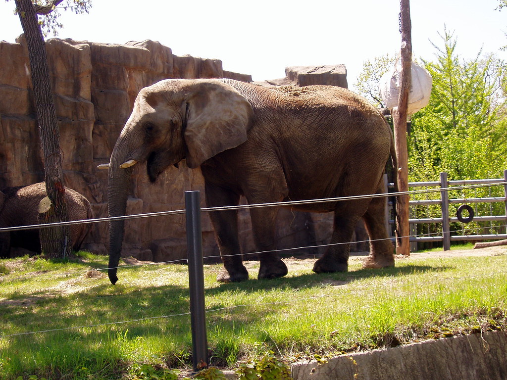Does Lincoln Park Zoo Have Elephants