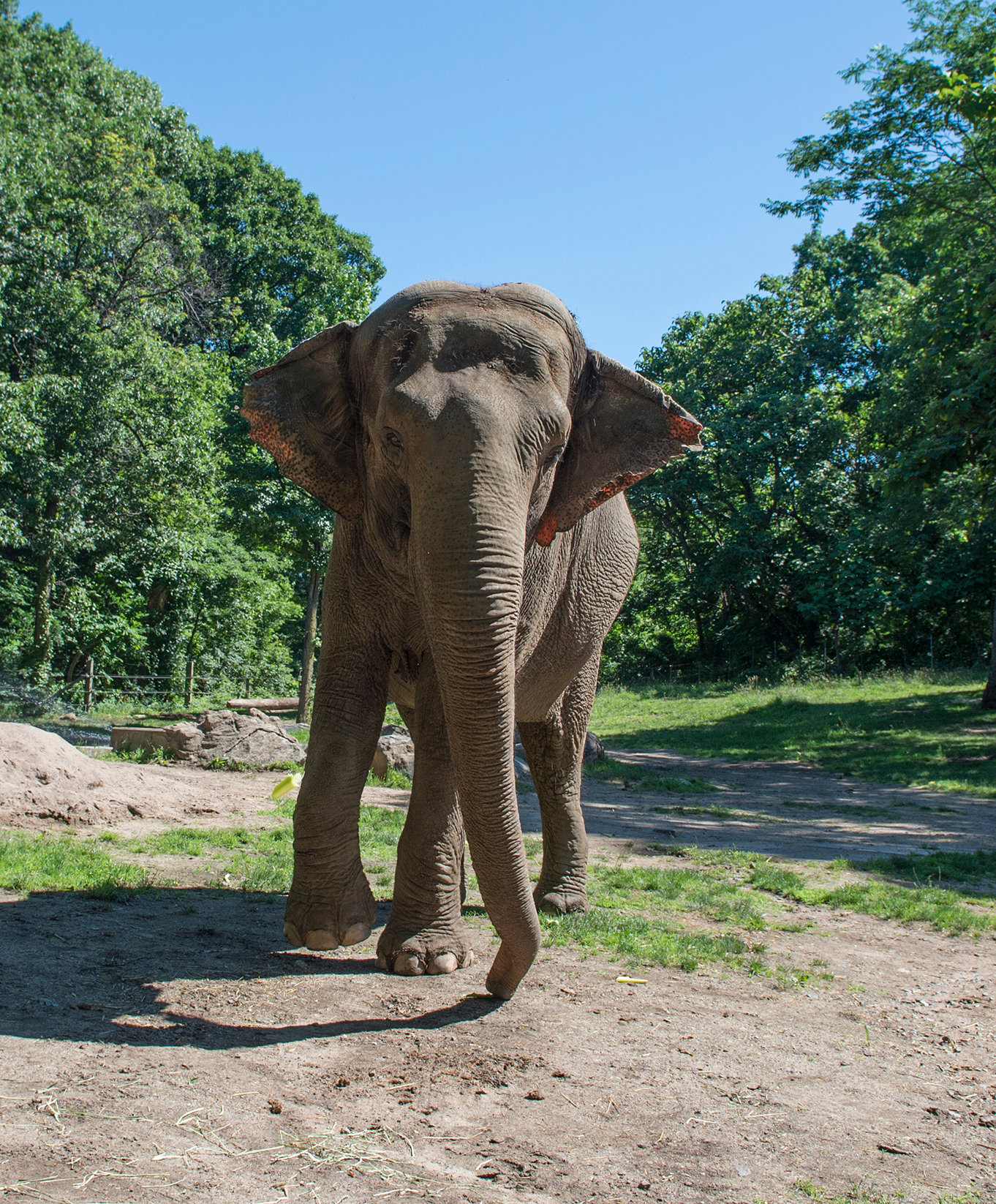 Does the Bronx Zoo Have Elephants